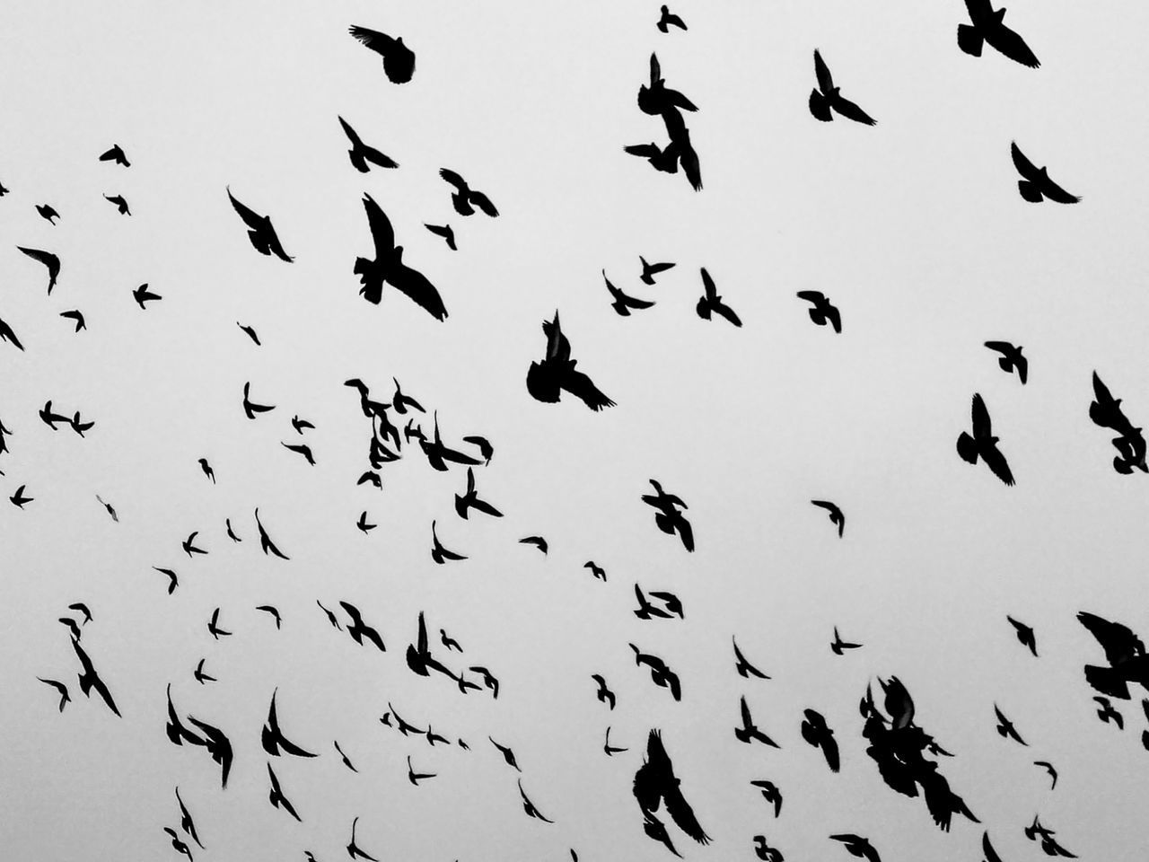 FLOCK OF BIRDS IN THE SKY