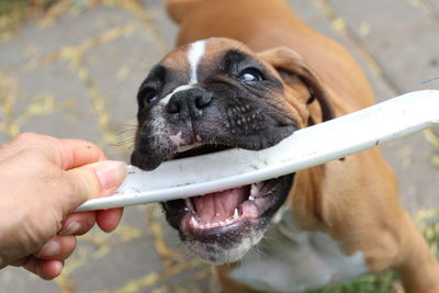 Close-up of hand holding dog