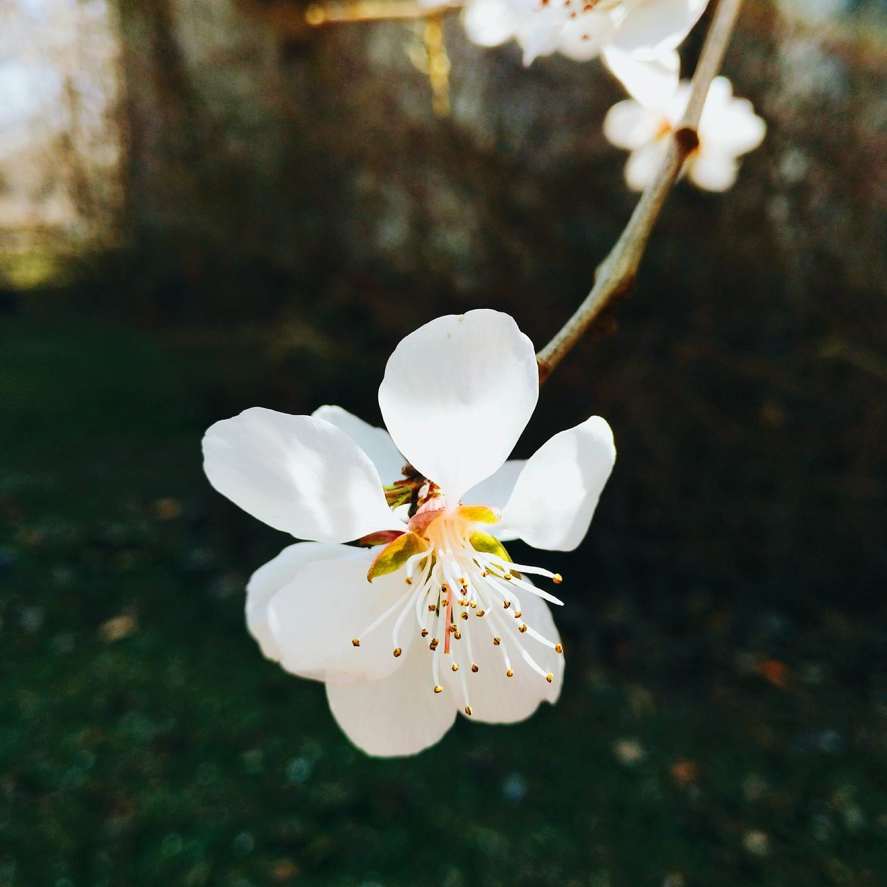 flower, petal, fragility, white color, nature, beauty in nature, growth, flower head, freshness, close-up, pollen, no people, stamen, day, outdoors, plant, tree, animal themes