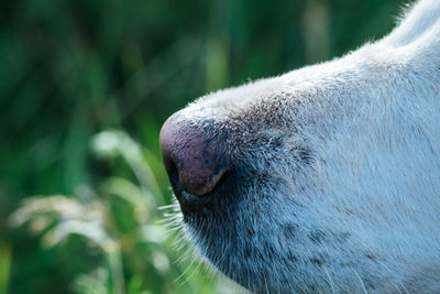 Close-up of an animal head