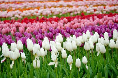 Multi colored tulips in field