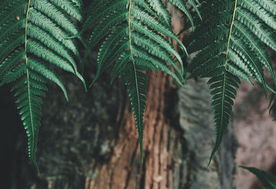 Close-up of fern leaves