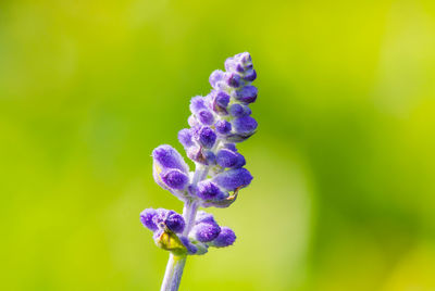 Close-up of purple flowering plant