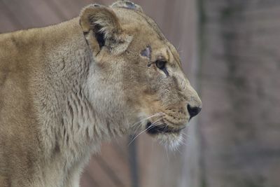 Close-up of a lioness looking away