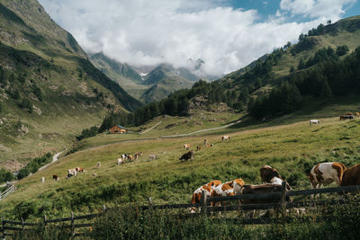 Panoramic view of sheep on landscape against mountains