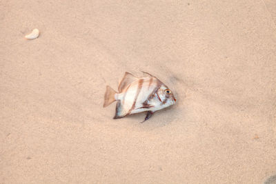 Atlantic spadefish chaetodipterus faber on the beach sand of naples beach in naples, florida 