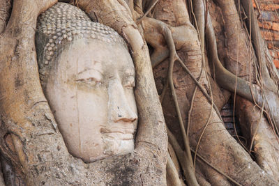 Head of buddha statue in tree root at wat phra mahathat