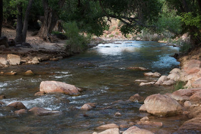 River flowing through forest