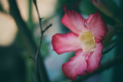 Close-up of pink rose