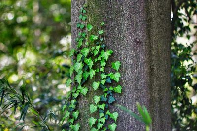 Close-up of moss growing on tree trunk