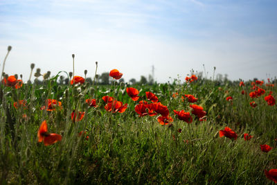 Red poppy flowers on field against sky