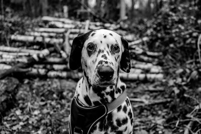 Portrait of a dog on field