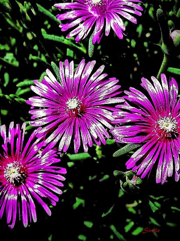 flower, freshness, petal, fragility, purple, growth, flower head, beauty in nature, blooming, nature, pollen, close-up, pink color, plant, in bloom, high angle view, park - man made space, focus on foreground, outdoors, no people