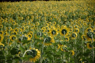 Sunflowers blooming on field