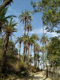 Palm trees in forest against sky