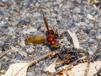 A close-up photo of a large hornet feeding on a dead frog