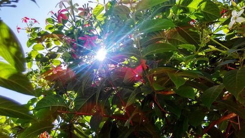 Low angle view of sun shining through trees