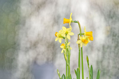 Close-up of flower blooming outdoors