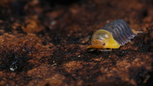 Close-up of snail on rock