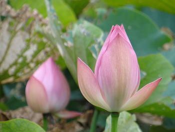 The lotus is a symbol of purity