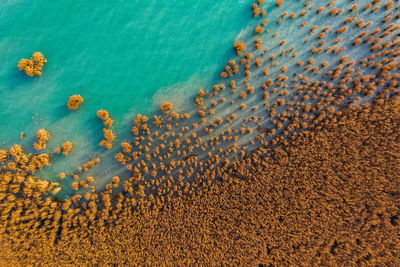 High angle view of coral in sea