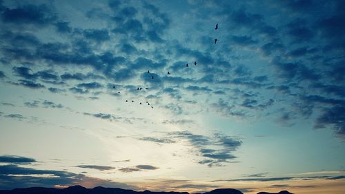 Low angle view of birds flying in sky