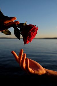 Close-up of hand holding red rose in water