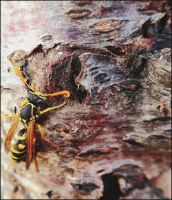 Close-up of insect on tree trunk