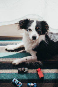 Close-up portrait of dog relaxing at home