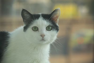 Close-up portrait of a cat