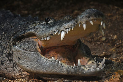 Close-up of crocodile with mouth open on field