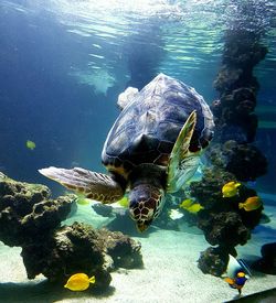 Close-up of fish swimming in water
