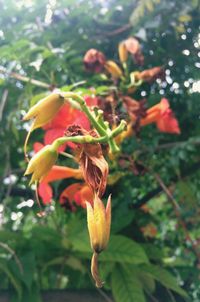 Close-up of honey bee on flower