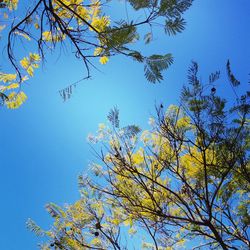 Low angle view of flowering tree against blue sky