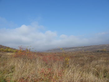 Scenic view of field against sky