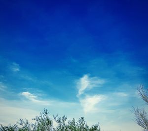 Low angle view of trees against blue sky