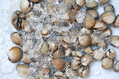 High angle view of shells on beach