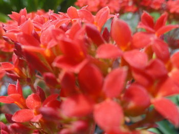 Close-up of pink flowers
