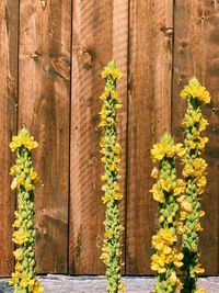 Wild yellow flowers close to a wooden wall, natural light, natural background