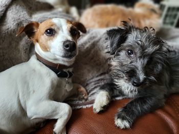 Portrait of dog