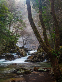 Scenic view of stream flowing amidst trees in forest
