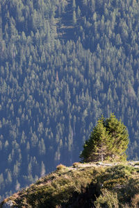 Trees in forest against sky