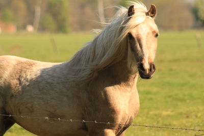 Horse in ranch