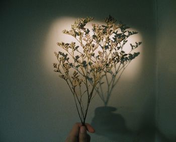 Close-up of hand holding flowering plant against wall