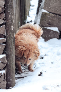 Dogs playing in snow during winter in the garden