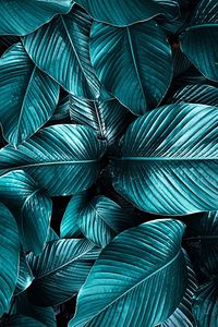 Full frame shot of palm leaves