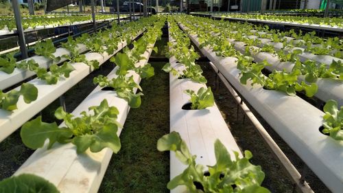 Plants growing in greenhouse