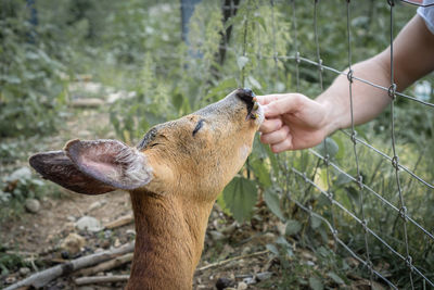 Close-up of human hand feeding outdoors