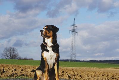 Dog looking at camera on field against sky