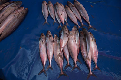 High angle view of fish for sale